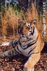 Picture of one of our Tigers